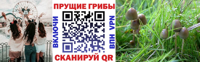 где продают   Дальнегорск  Псилоцибиновые грибы MAGIC MUSHROOMS 
